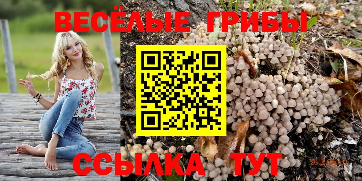 Галлюциногенные грибы Psilocybe Мценск